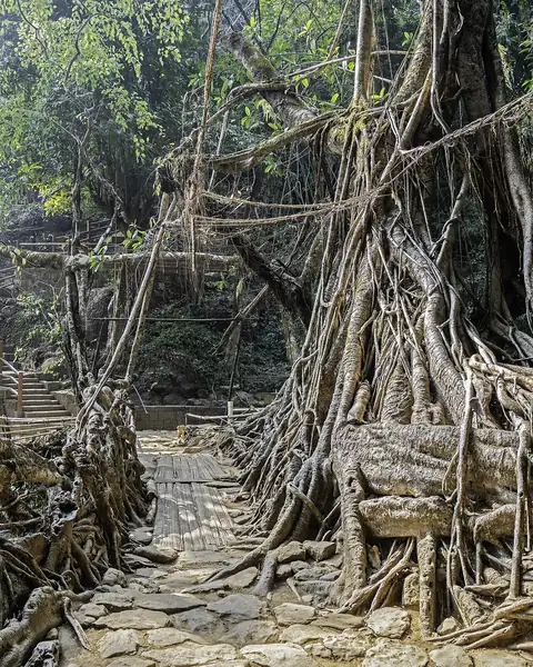 A stone path crossing a bridge of tangled tree roots in a forest