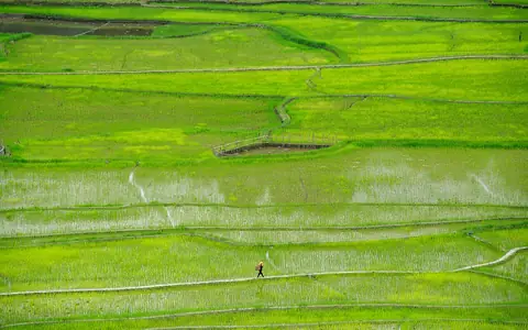 A person walking along a narrow path between bright green rice fields